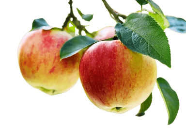Apple thumbnail 2